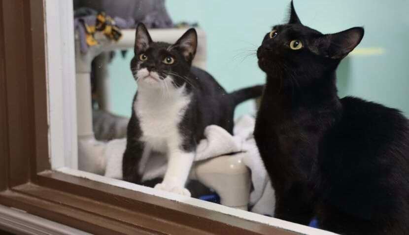 “Revitalizing Animal Welfare: Juneau Animal Rescue’s Journey to a New Shelter”