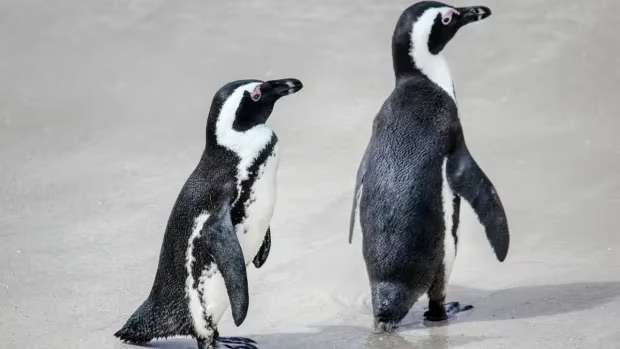 “Antarctic Alarm: First King Penguin Suspected Victim of Bird Flu Raises Ecological Crisis Concerns”