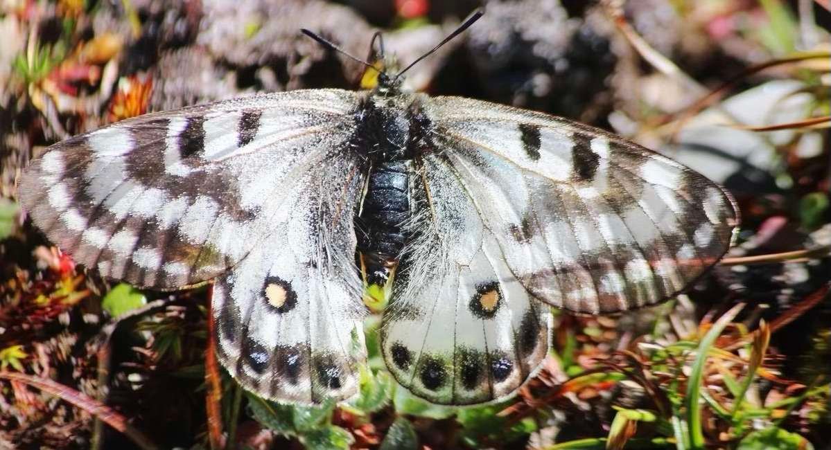 “Discovering Rarity: Dusted Apollo Butterfly’s First Glimpse in Himachal Pradesh Unveils a Tapestry of Biodiversity”