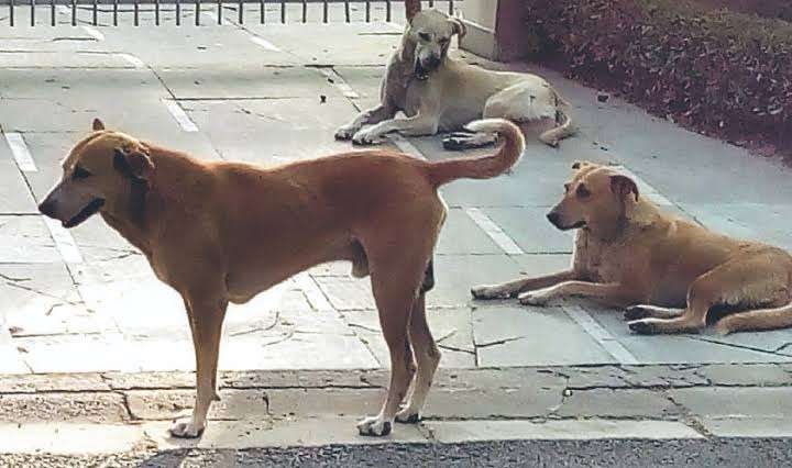 Inhumane Treatment of Community Dogs Sparks Outcry in Ganga Apartments, Vasant Kunj