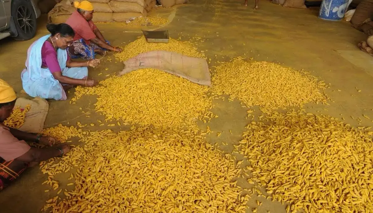 Turmeric Prices Surge Amidst Lower Production and Strong Export Demand
