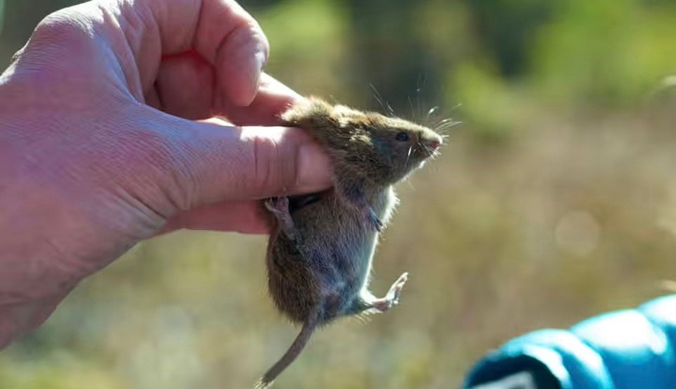 Unveiling Alaskapox: Understanding the Latest Outbreak