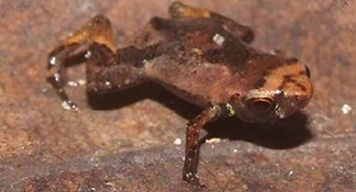 Unveiling the Tiny Marvels: The World’s Smallest Frog Discovered in Brazil