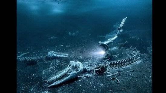 Alex Dawson: Underwater Photographer of the Year 2024