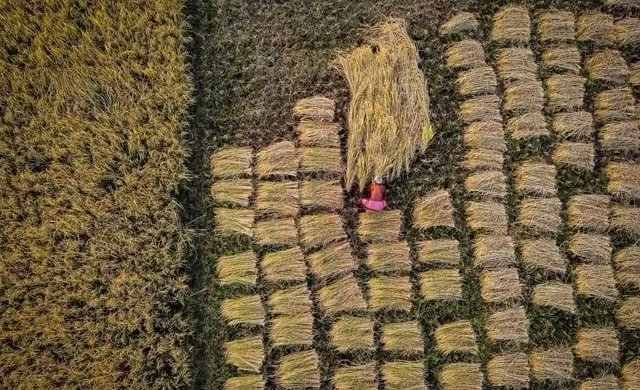 Rethinking Agricultural Pricing Policies: A Comprehensive Approach to Sustainable Farming