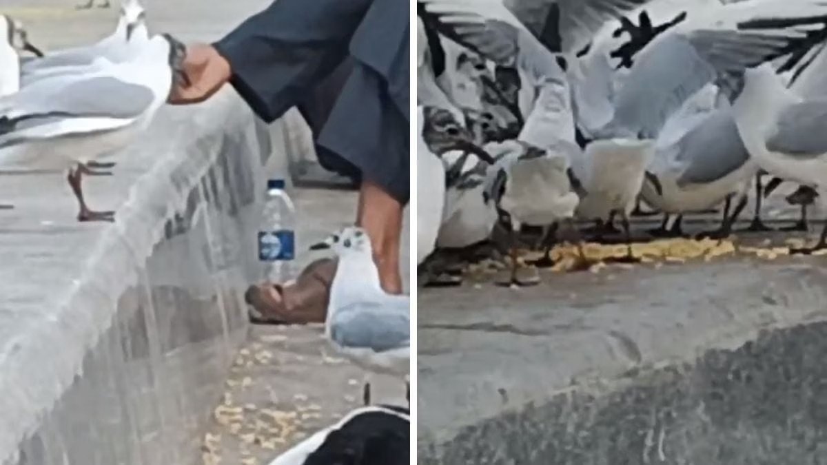 The Hazards of Feeding Fried Food to Mumbai’s Seagulls