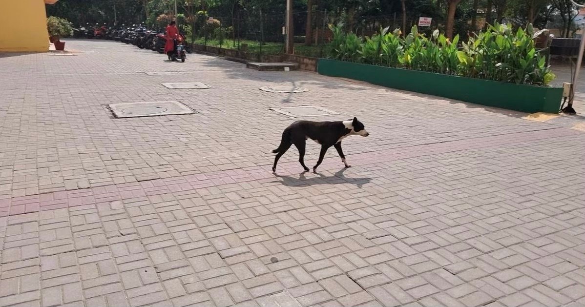 Navigating the Controversy: Feeding Stray Animals in Chennai’s Urban Landscape