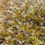 Desert Moss: A Potential Pioneer for Human Colonization on Mars