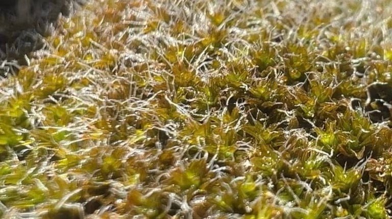 Desert Moss: A Potential Pioneer for Human Colonization on Mars