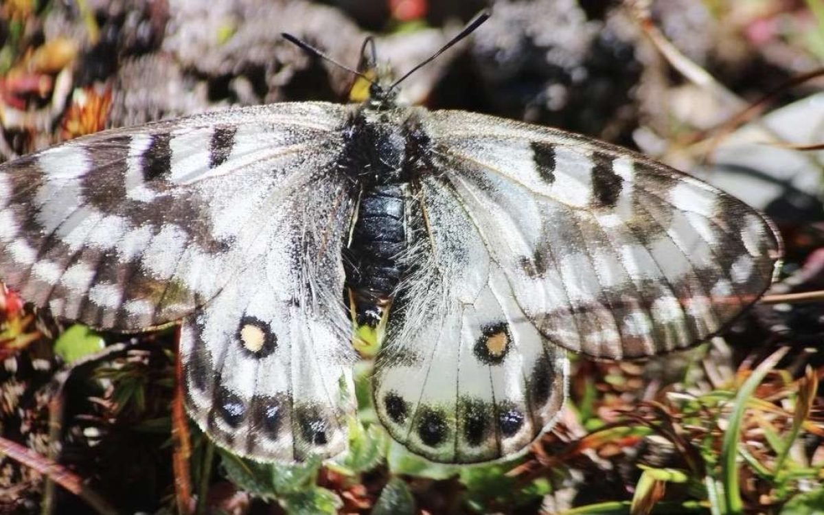 “Discovering Rarity: Dusted Apollo Butterfly’s First Glimpse in Himachal Pradesh Unveils a Tapestry of Biodiversity”