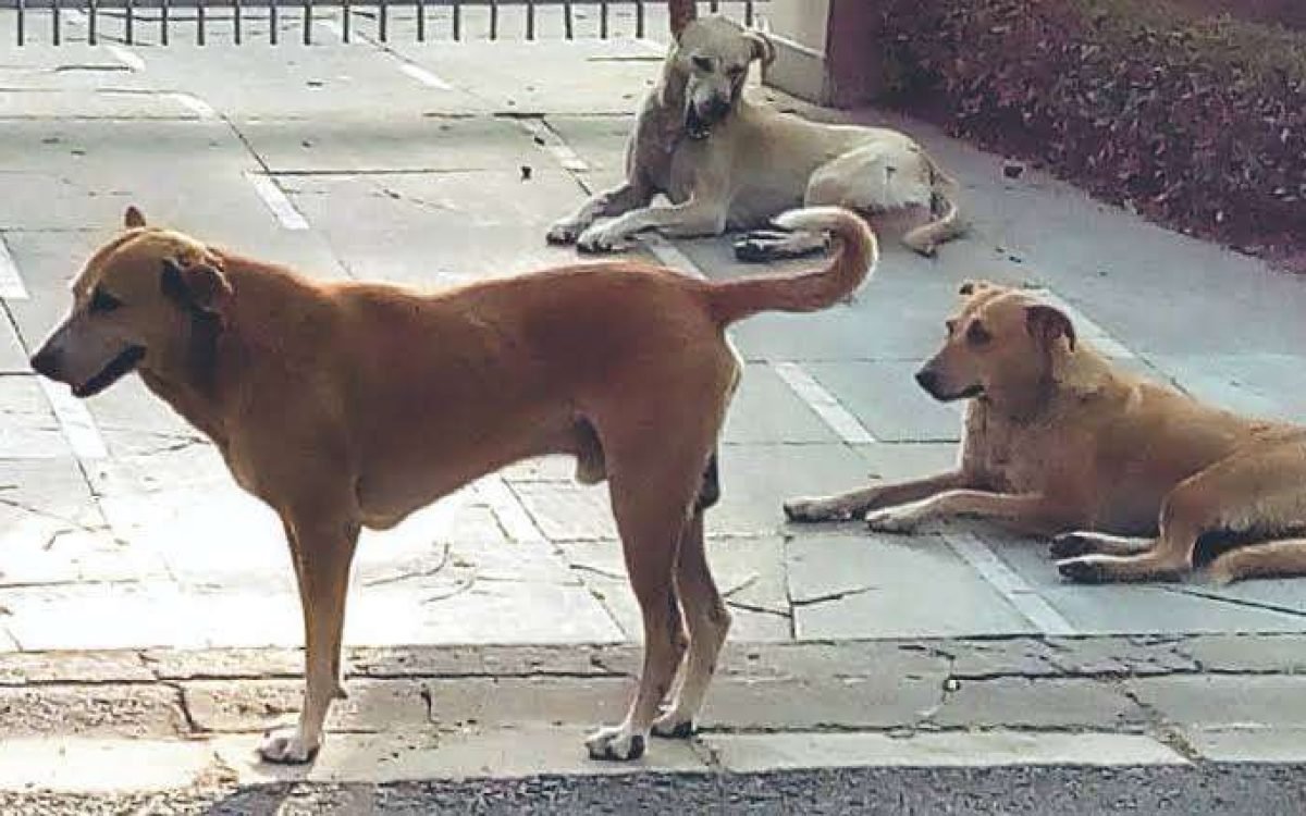 Inhumane Treatment of Community Dogs Sparks Outcry in Ganga Apartments, Vasant Kunj