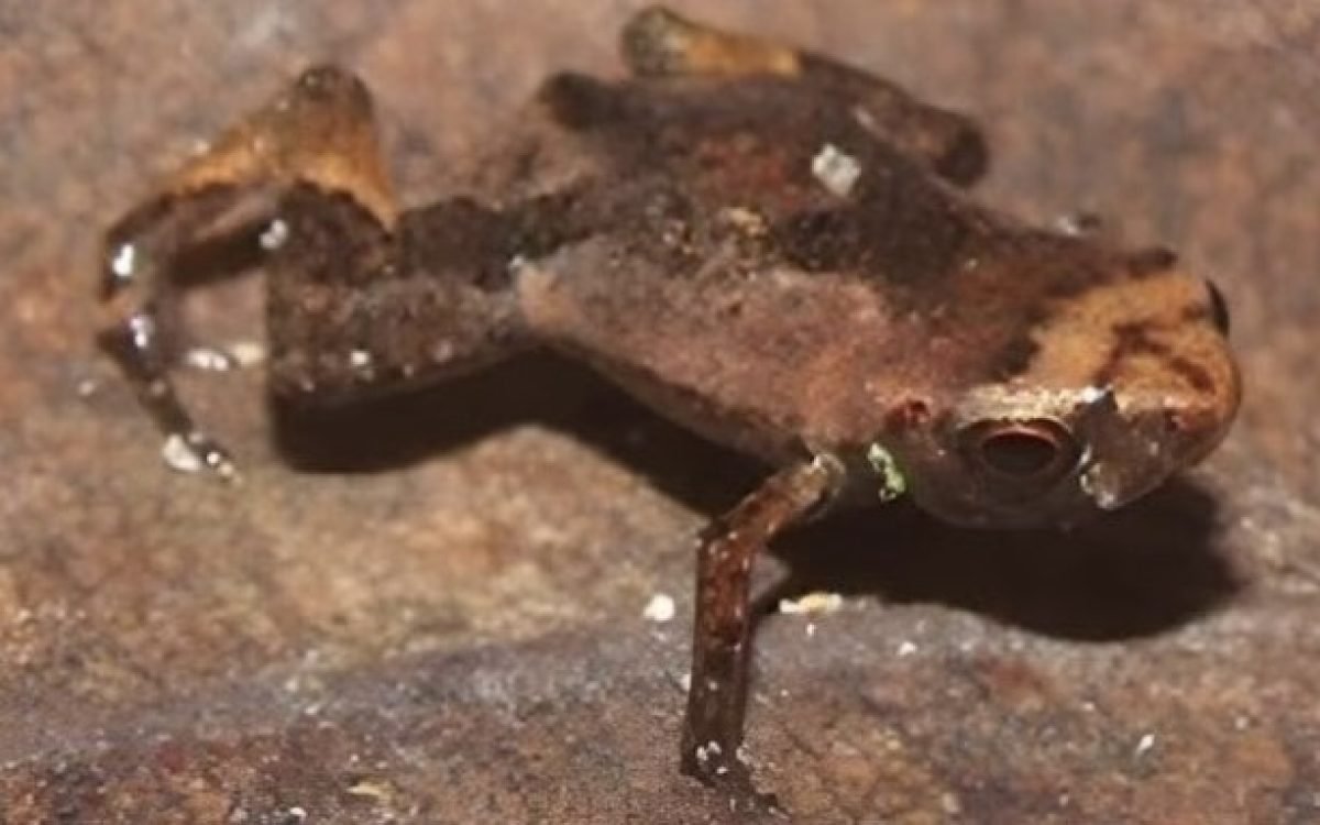 Unveiling the Tiny Marvels: The World’s Smallest Frog Discovered in Brazil